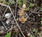 Helianthemum nummularium