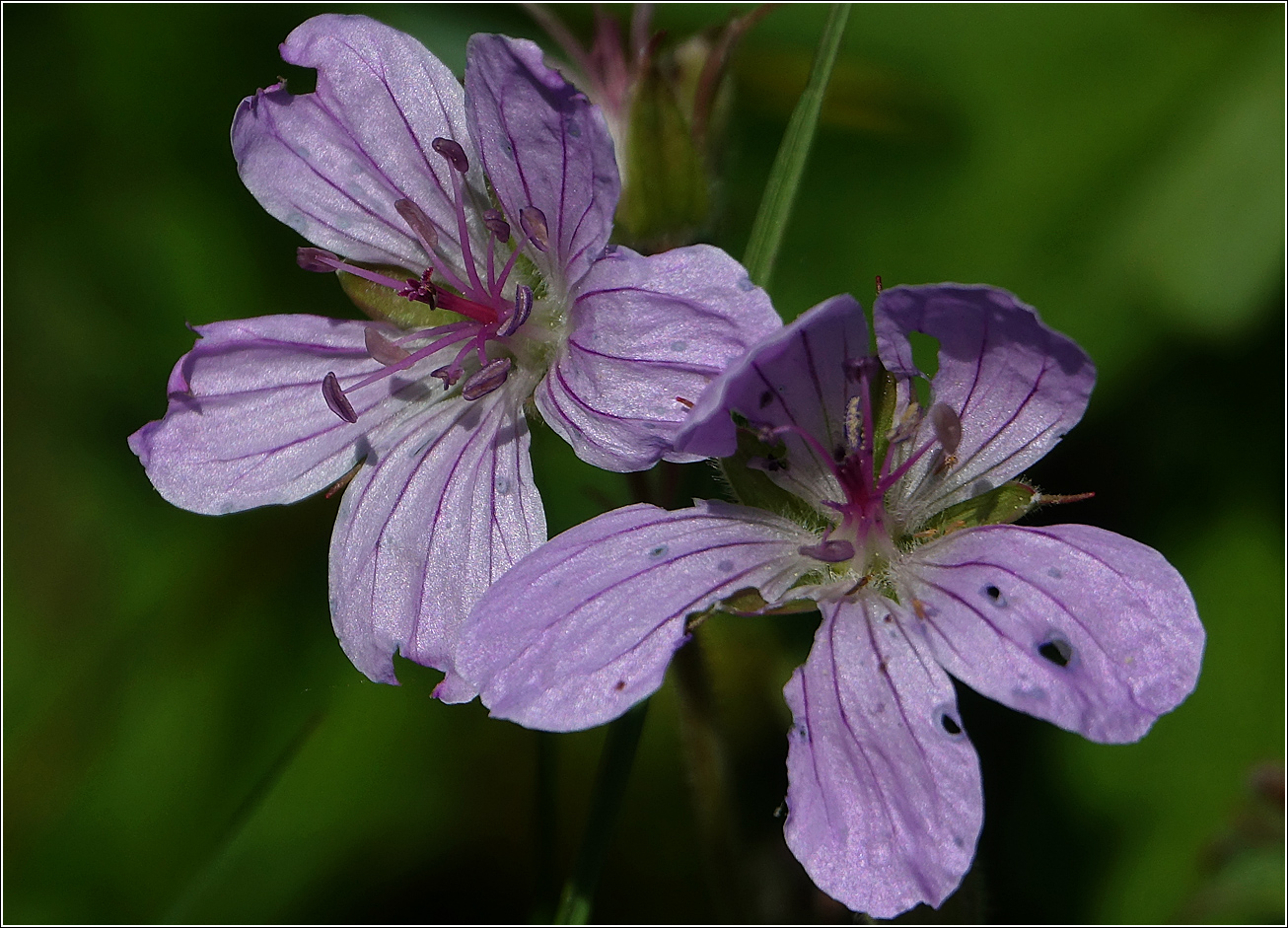 Изображение особи Geranium sylvaticum.