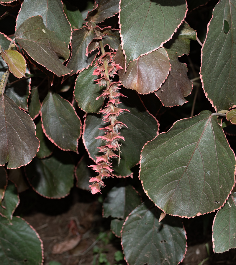 Изображение особи Acalypha wilkesiana.