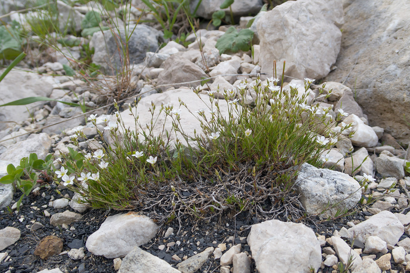 Image of Minuartia oreina specimen.