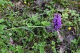 Dactylorhiza euxina. Верхушка цветущего растения. Армения, обл. Тавуш, Дилижанский национальный парк, берег оз. Парз, ≈ 1300 м н.у.м., опушка широколиственного леса. 22.06.2022.