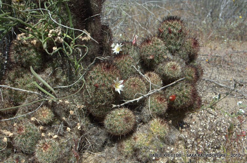 Изображение особи Mammillaria dioica.