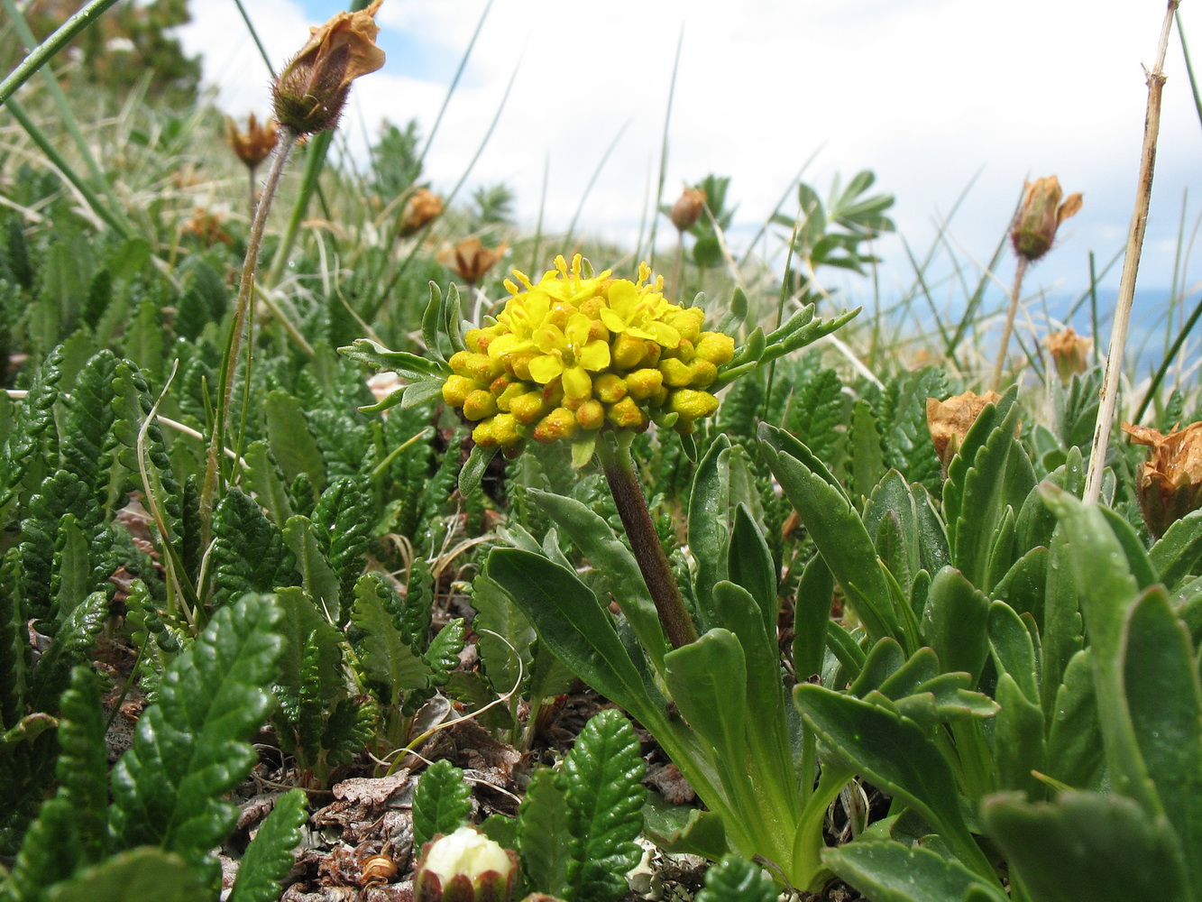 Image of Patrinia sibirica specimen.