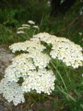 Achillea millefolium