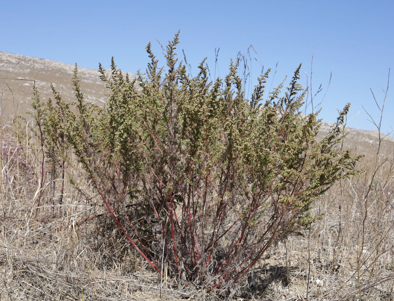 Изображение особи Artemisia scoparia.