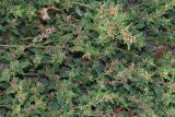 Polygonum arenastrum. Верхушки цветущих побегов. Томская обл., г. Томск, Академгородок, тротуар. 04.10.2023.