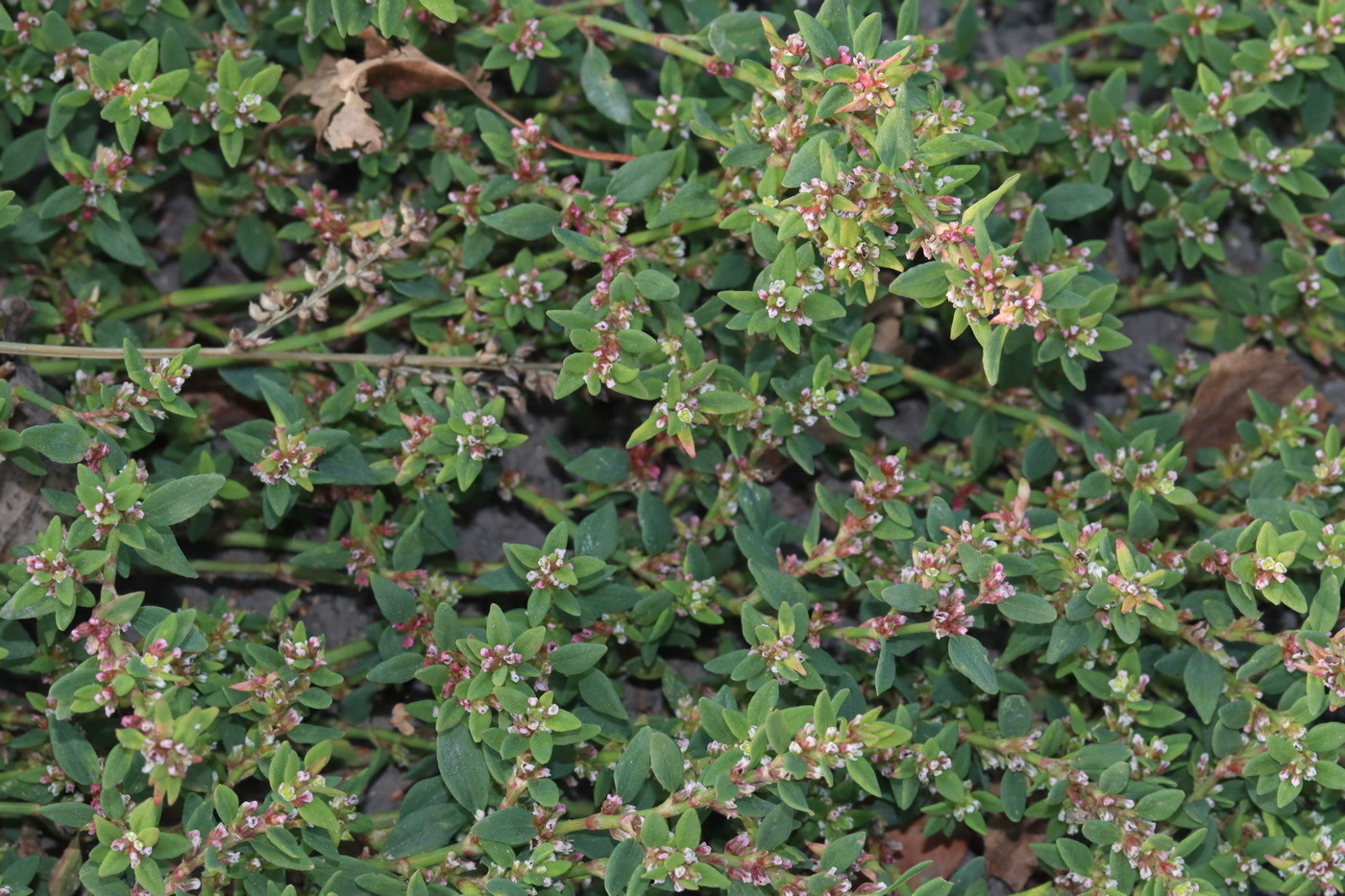 Изображение особи Polygonum arenastrum.