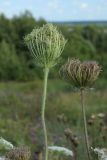 Daucus carota