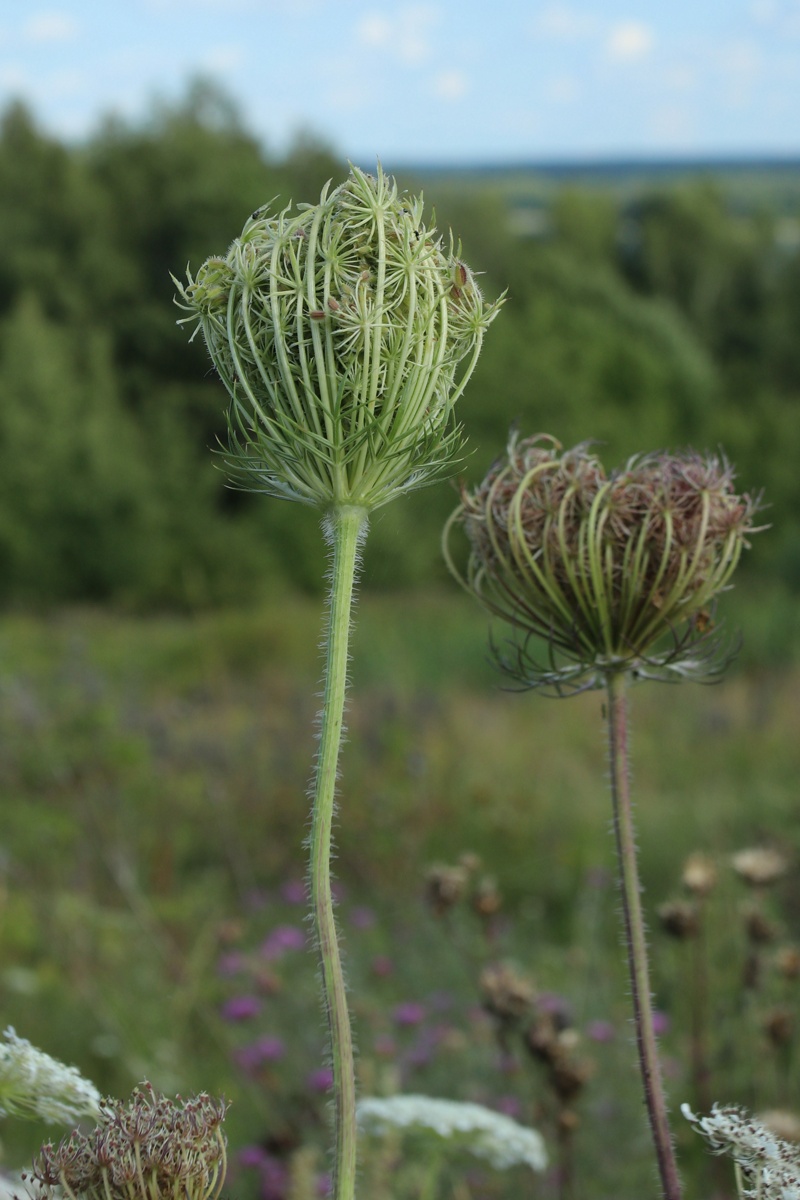 Изображение особи Daucus carota.