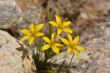 Gagea sulfurea. Цветки. Карачаево-Черкесия, Карачаевский р-н, Большой Кавказ, правый борт ущелья Кичкинекол, восточный склон хребта под перевалом Малый Кичкинекол, ≈ 2950 м н.у.м., каменистая россыпь рядом с тающим снежником. 22.07.2023.