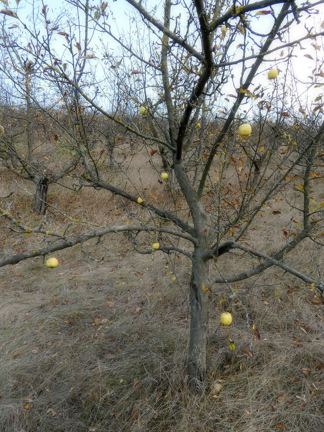 Изображение особи Malus domestica.