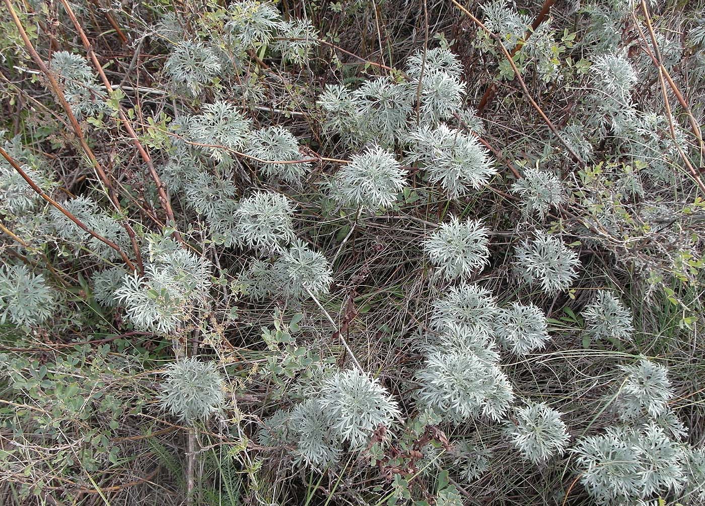 Image of Artemisia sericea specimen.
