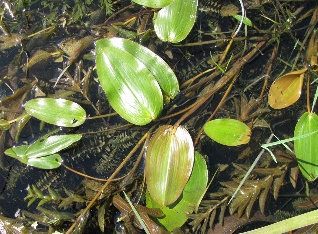 Image of Potamogeton natans specimen.