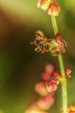 Rumex acetosella. Часть соцветия. Ленинградская обл., заказник \"Сестрорецкое болото\", обочина дороги. 08.07.2023.