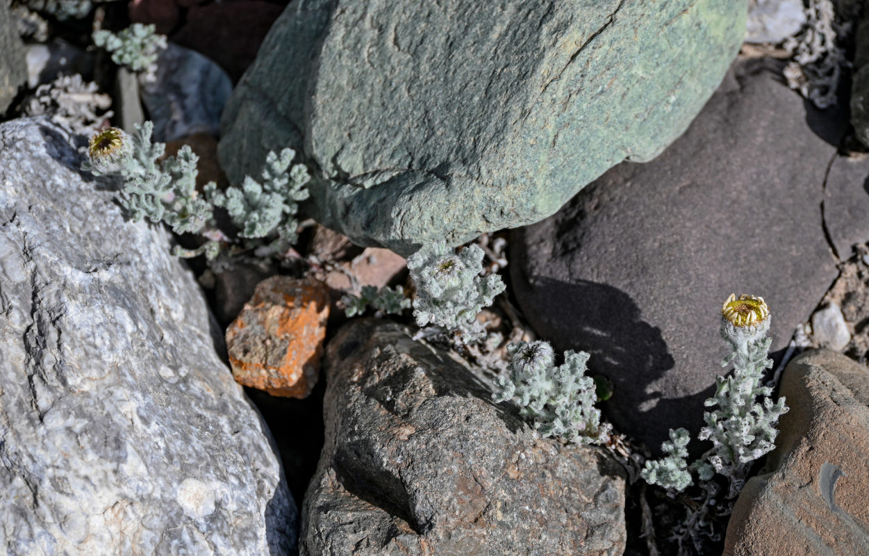 Изображение особи Waldheimia tomentosa.