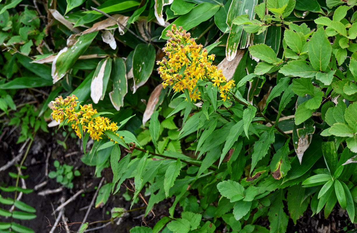 Image of Solidago virgaurea ssp. dahurica specimen.