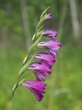 Gladiolus imbricatus. Соцветие. Ульяновская обл., Новомалыклинский р-н, окр. с. Стар. Малыкла, пойма р. Бол. Черемшан, местами заболоченный, поросший ивняком луг, опушка леса. 28.05.2023.