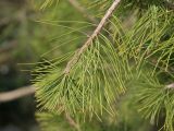 Pinus sylvestris. Побег. Краснодар, парк \"Краснодар\", Японский сад, в культуре. 01.01.2024.