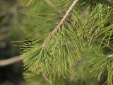 Pinus sylvestris