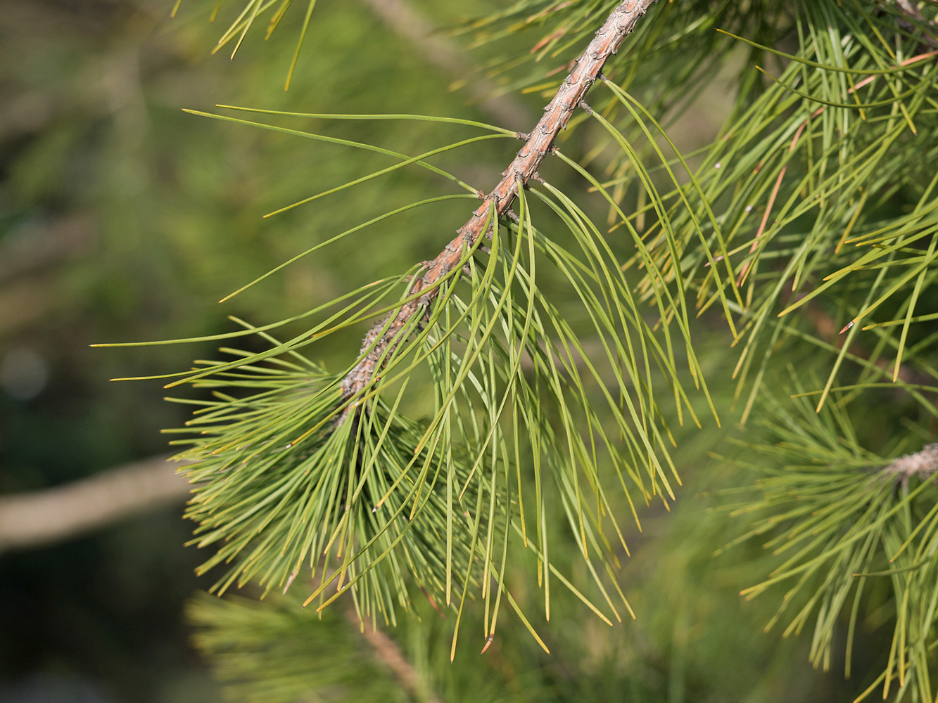 Изображение особи Pinus sylvestris.