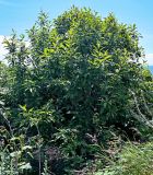род Salix