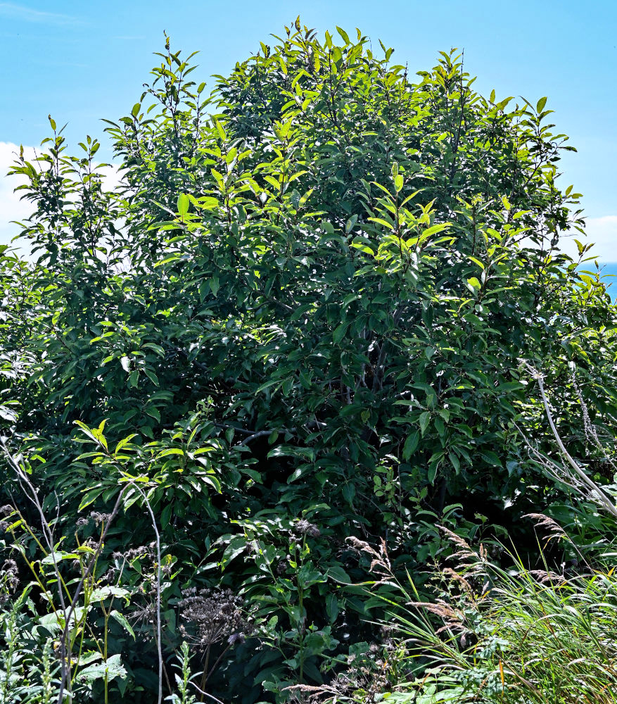 Image of genus Salix specimen.