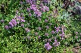 род Thymus. Цветущие растения в сообществе с Arenaria, Poa и Teucrium. Грузия, Самцхе-Джавахети, окр. крепости Ацкури, каменистый склон. 12.06.2023.