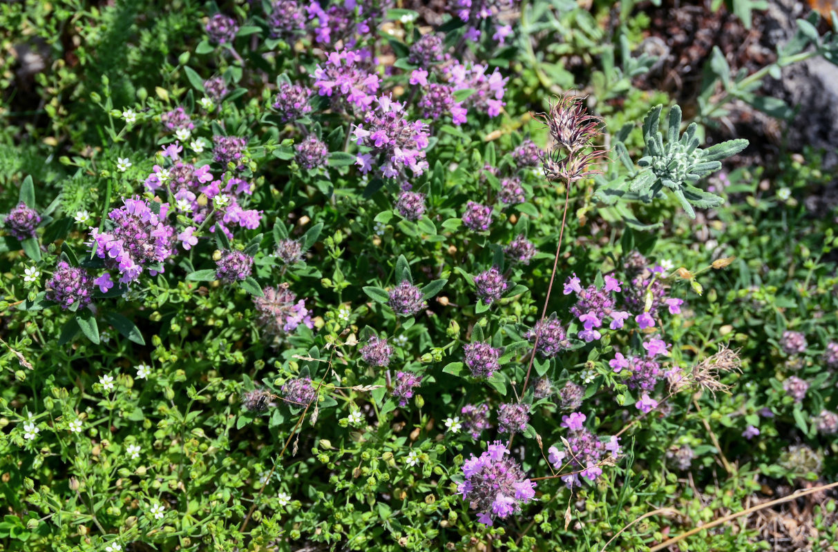 Изображение особи род Thymus.