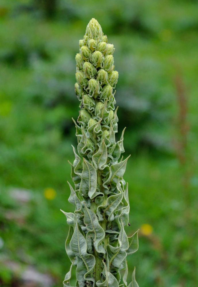 Image of genus Verbascum specimen.