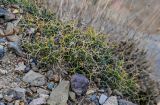 Bupleurum spinosum