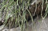genus Selenicereus. Побеги вегетирующего растения. Вьетнам, провинция Кханьхоа, парк водопадов Ба Хо, скала над рекой. 02.09.2023.