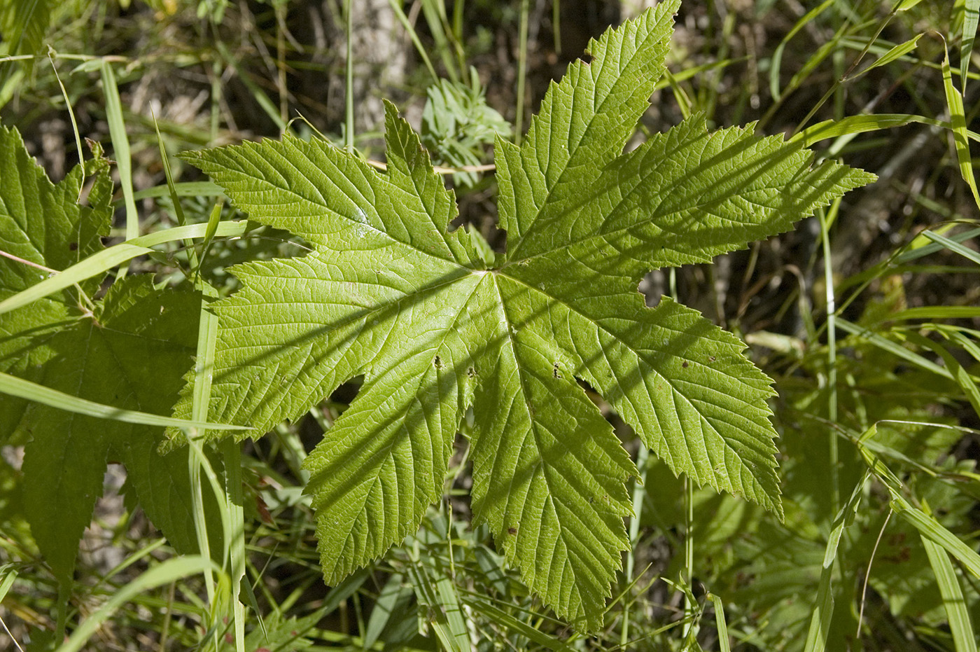 Image of Filipendula palmata specimen.