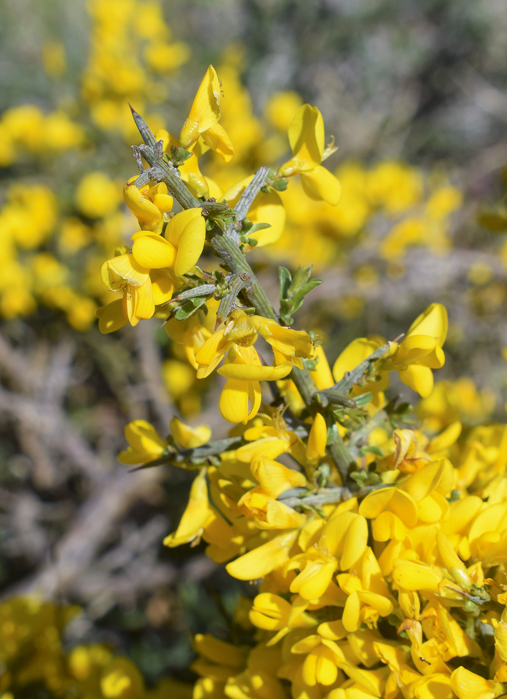 Image of Genista scorpius specimen.