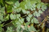 familia Apiaceae