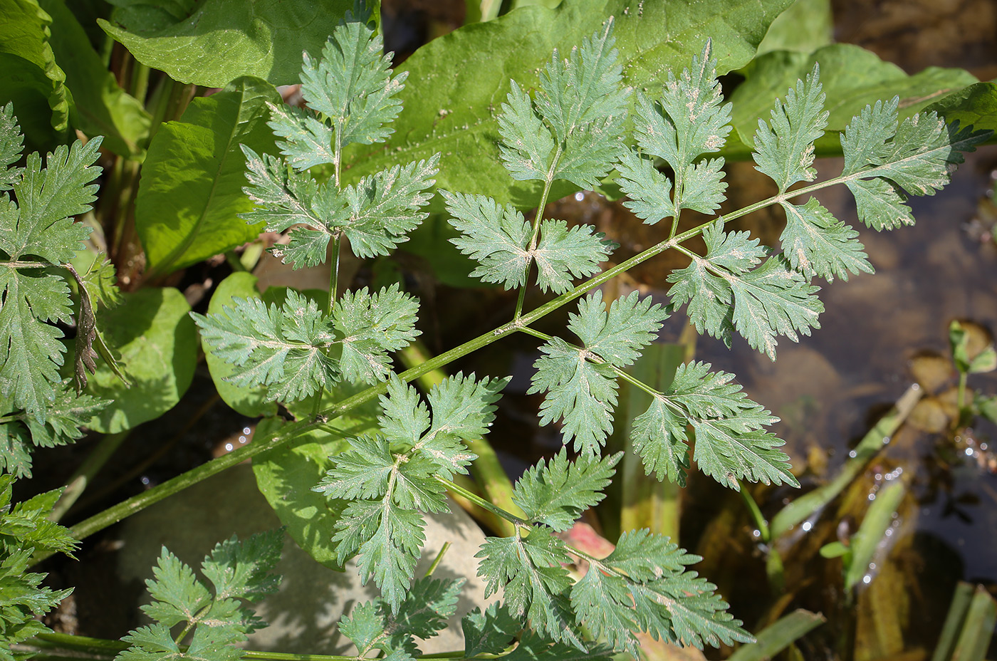 Image of familia Apiaceae specimen.