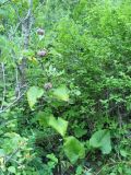 Phlomoides adylovii