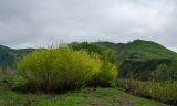Salix triandra
