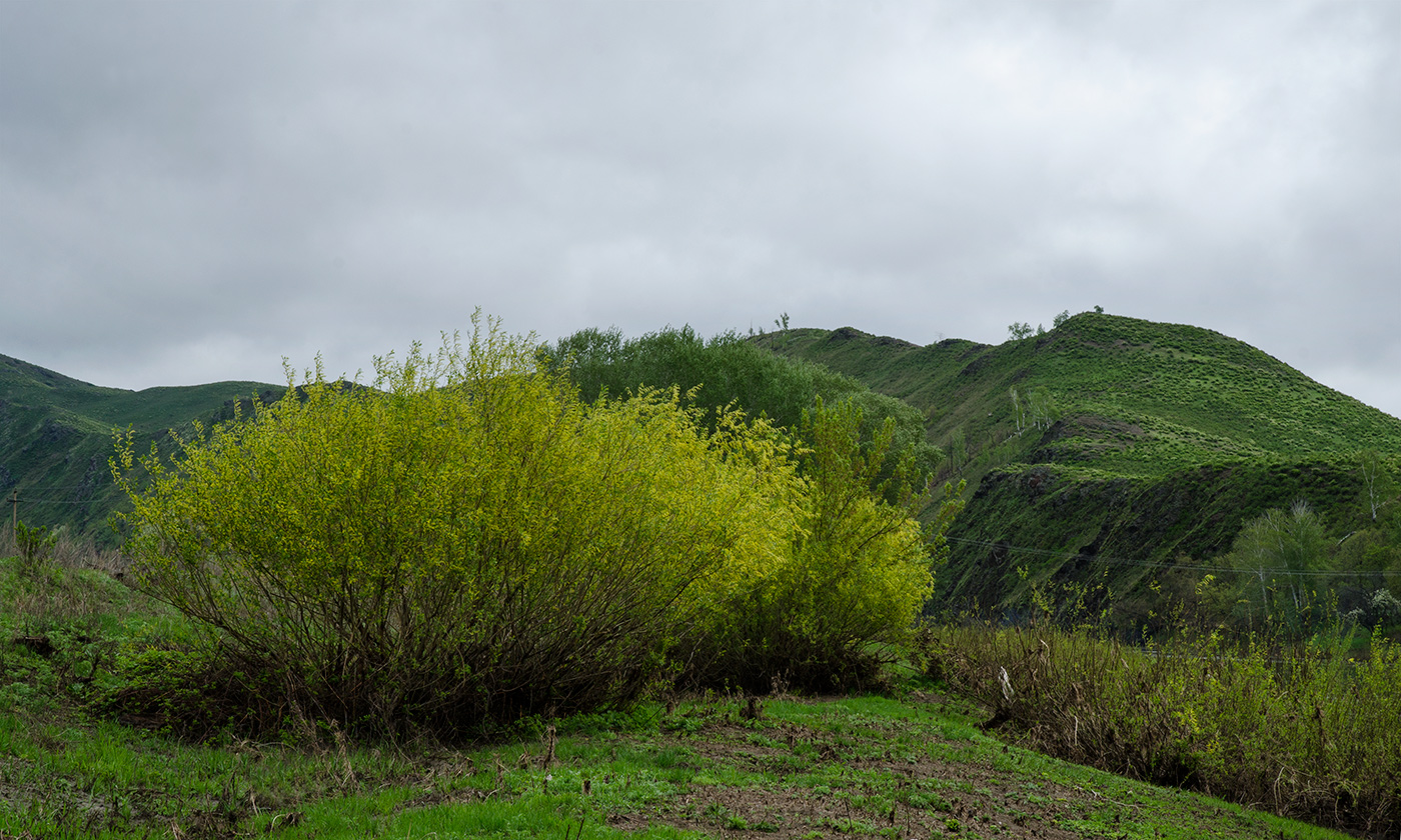 Изображение особи Salix triandra.