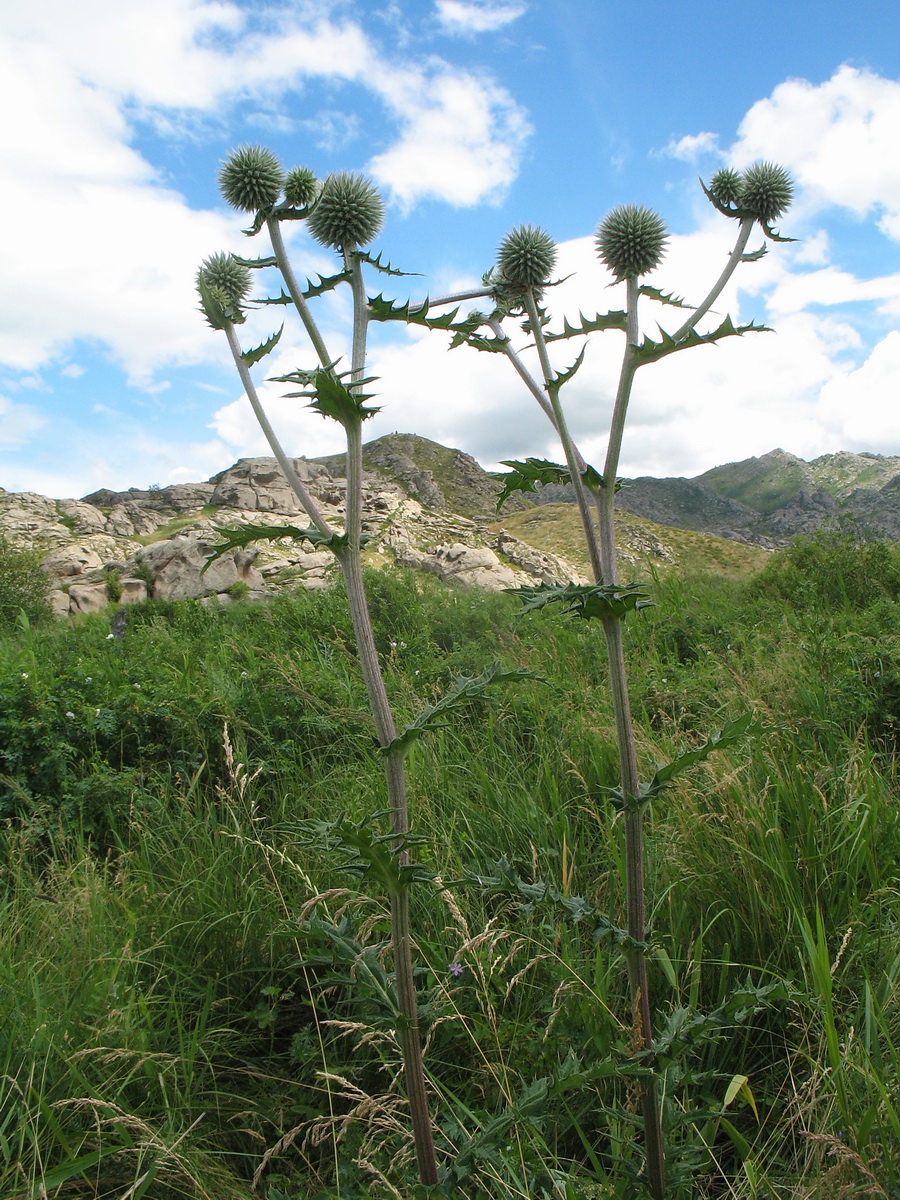 Image of Echinops sphaerocephalus specimen.