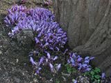 Lathraea clandestina. Куртина цветущих растений у основания дерева-хозяина. Великобритания, Шотландия, Эдинбург, Royal Botanic Garden Edinburgh. 4 апреля 2008 г.