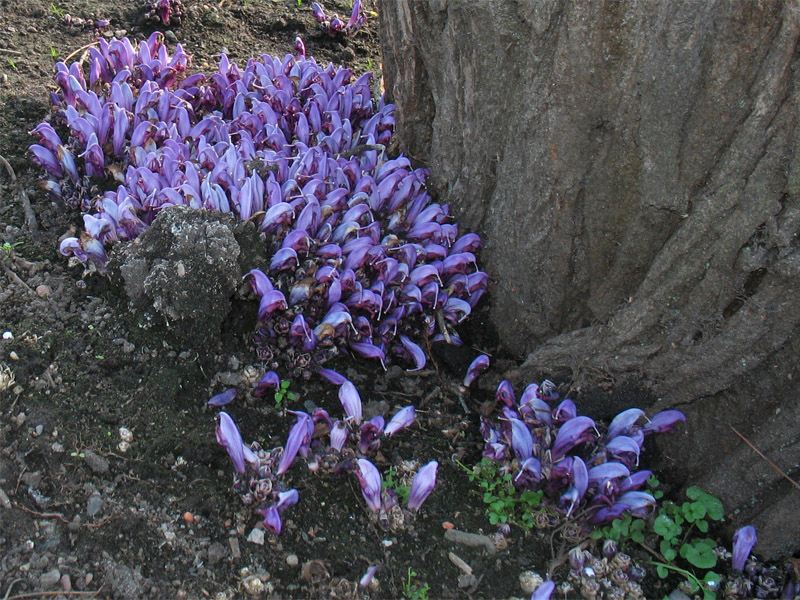 Изображение особи Lathraea clandestina.