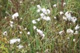 Cirsium arvense