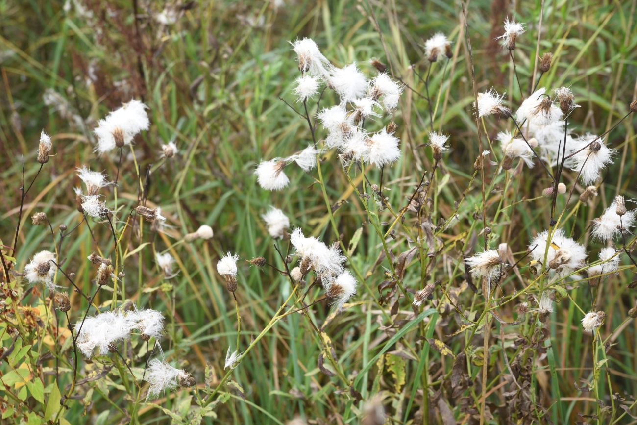 Изображение особи Cirsium arvense.