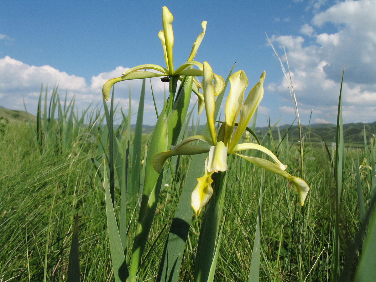 Image of Iris halophila specimen.