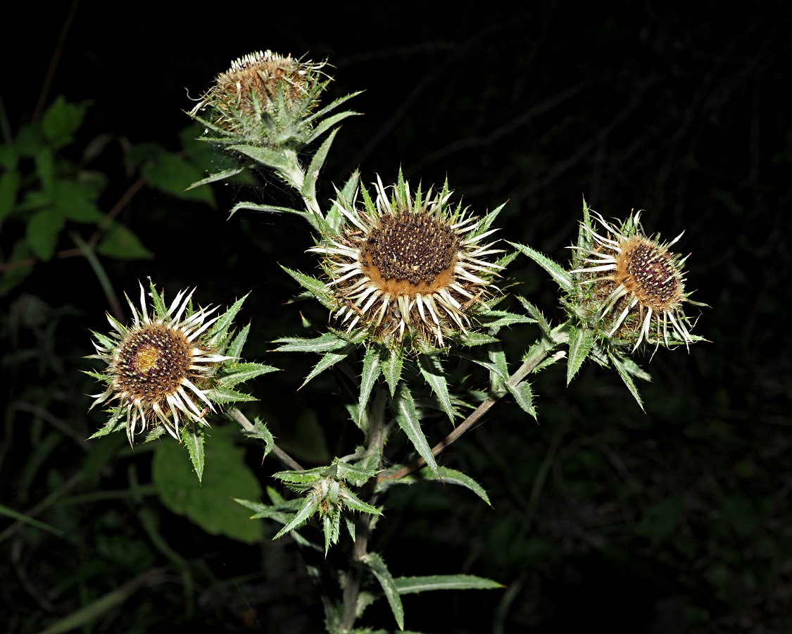 Image of Carlina biebersteinii specimen.