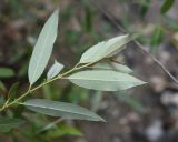 genus Salix