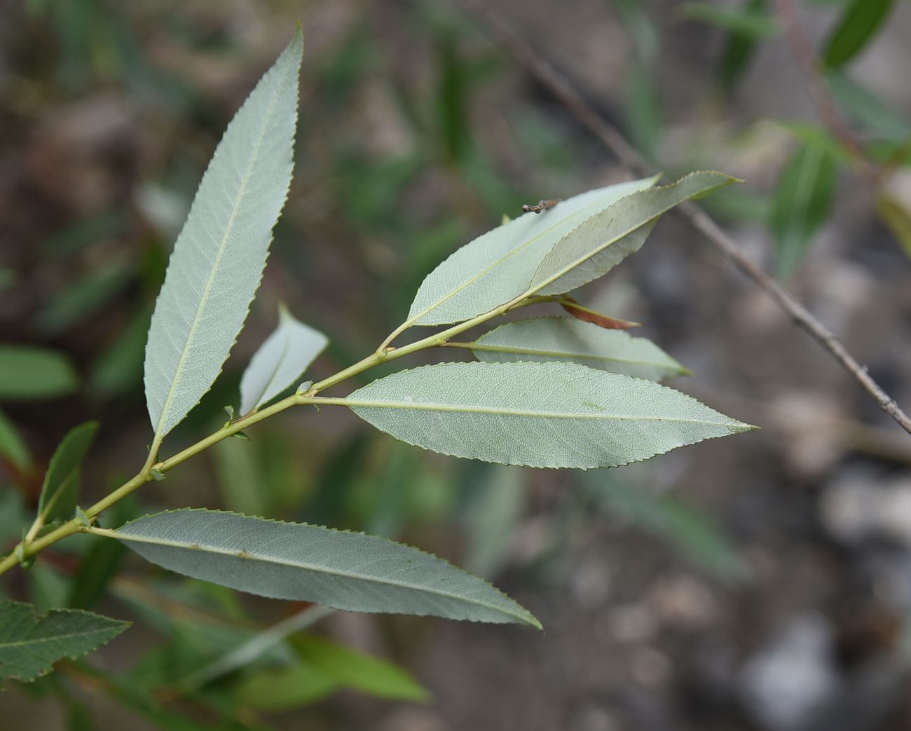 Image of genus Salix specimen.