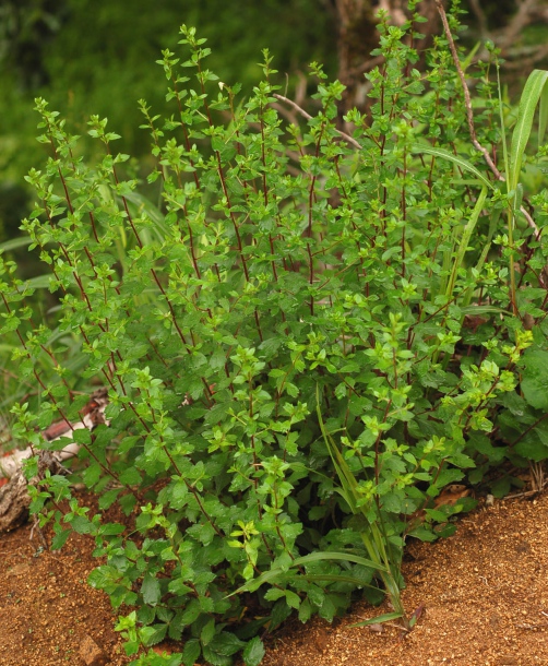 Image of Artemisia keiskeana specimen.