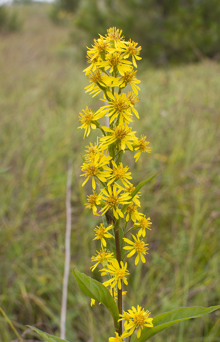 Image of Solidago virgaurea ssp. dahurica specimen.