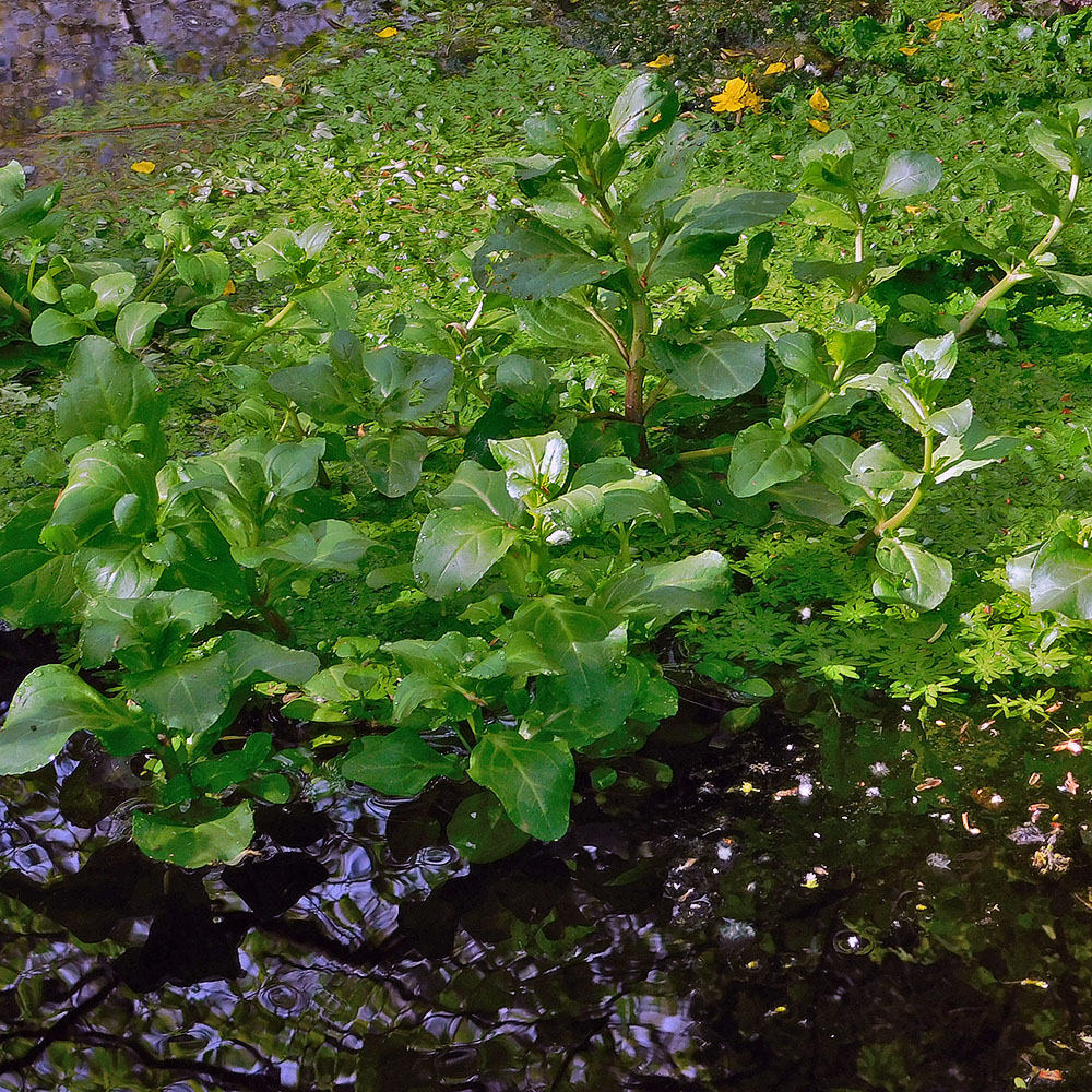 Image of Veronica anagallis-aquatica specimen.